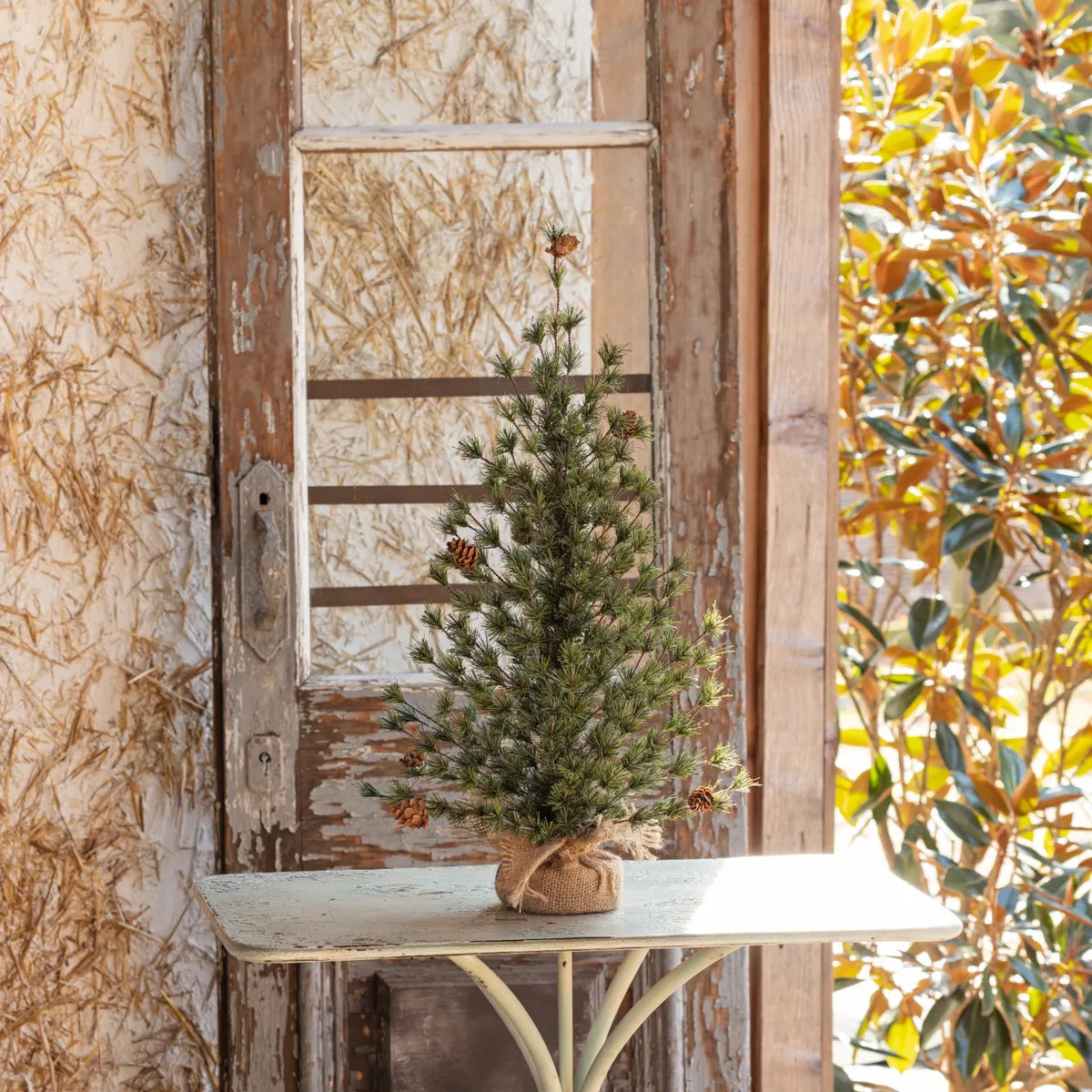 Spruce Seedling Tree 24”