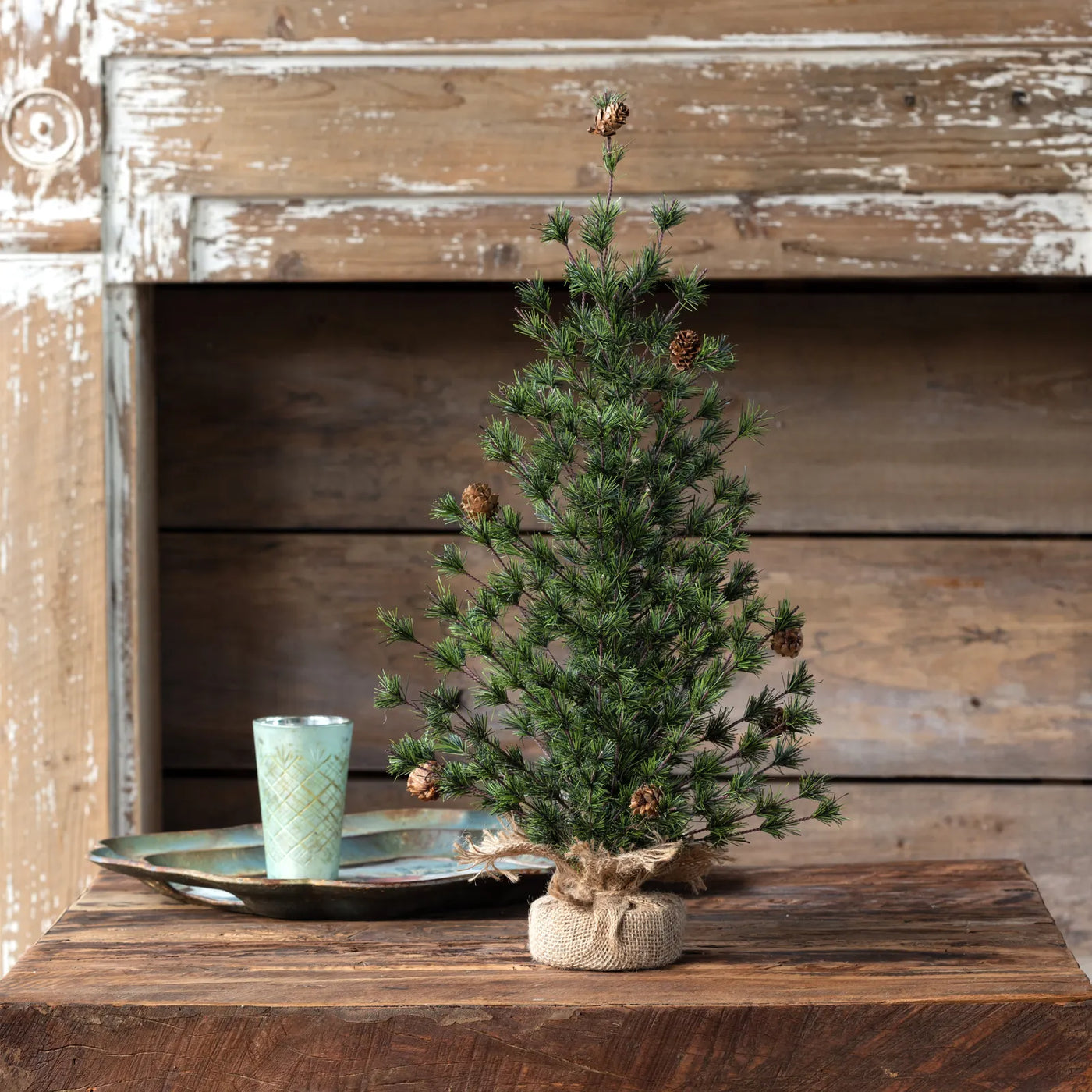 Spruce Seedling Tree 24”
